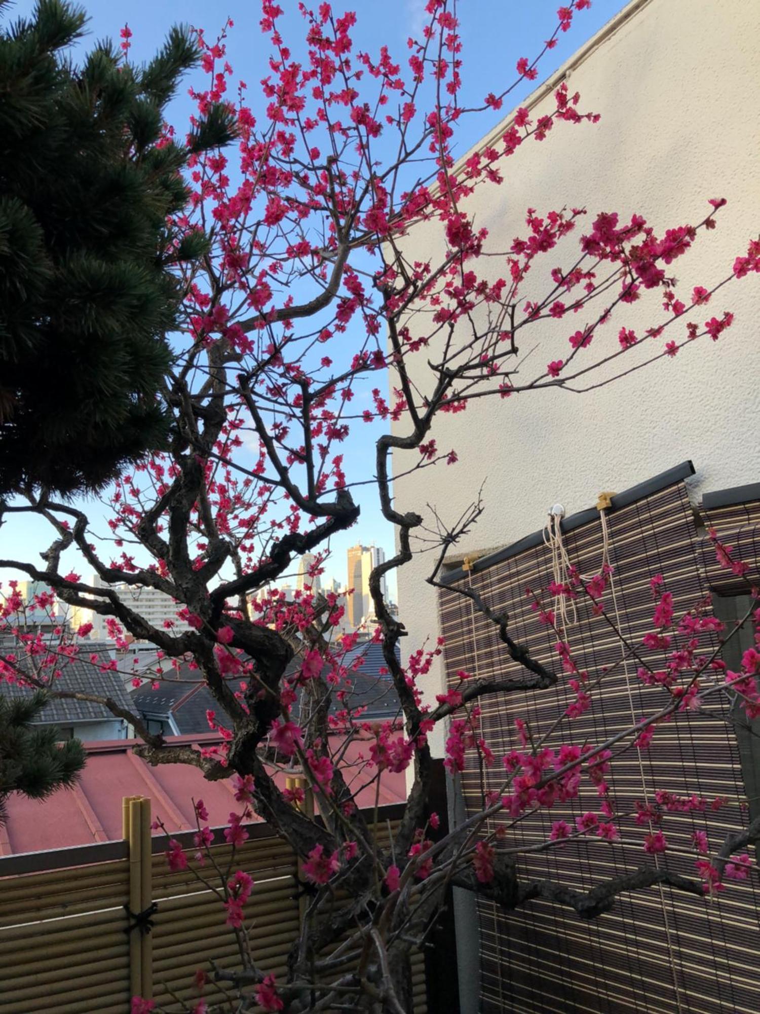 Shinjuku Shin-Okubo Japanese Style Inn Токио Екстериор снимка